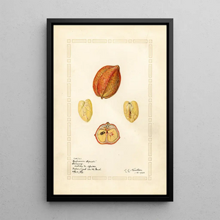 Amanda Almira Newton - Blighia sapida Savoury.webp