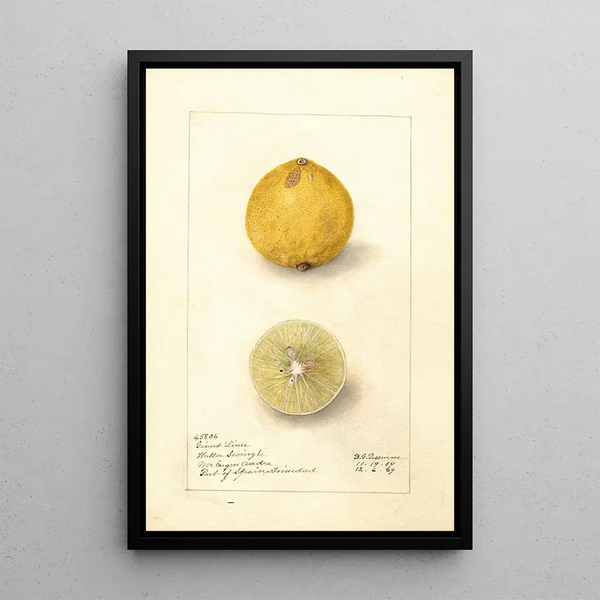 Citrus aurantiifolia Giant - Amanda Almira Newton — framed artwork on a wall