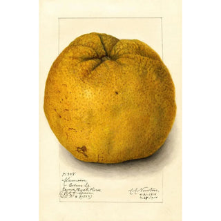 Amanda Almira Newton - Citrus grandis Alamoen.webp