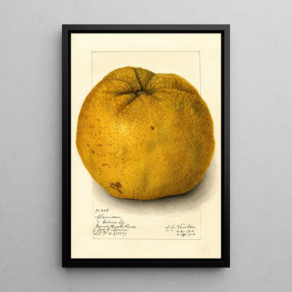 Citrus grandis Alamoen - Amanda Almira Newton — framed artwork on a wall