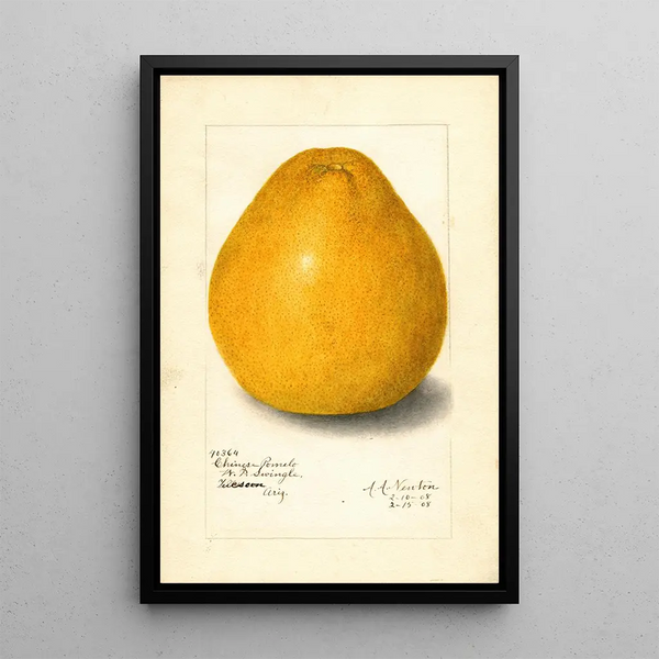 Reproduction of the painting Citrus grandis Chinese - Amanda Almira Newton