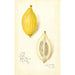 Reproductie van het schilderij Citrus limon Etrog - Amanda Almira Newton