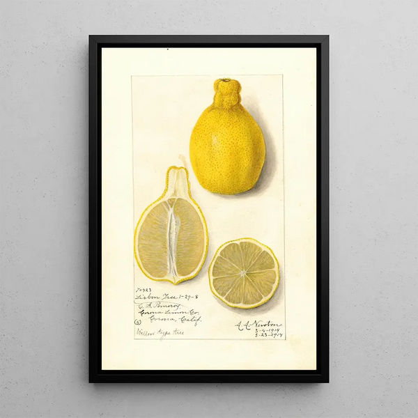 Citrus limon Lisbon - Amanda Almira Newton — framed artwork on a wall