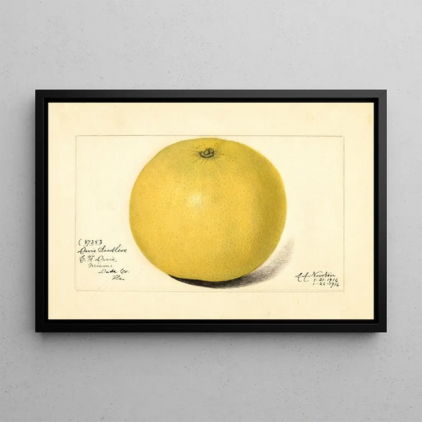 Citrus paradisi Davis Seedless - Amanda Almira Newton — framed artwork on a wall