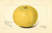 Citrus paradisi Davis Seedless - Amanda Almira Newton — weergave van het kunstwerk