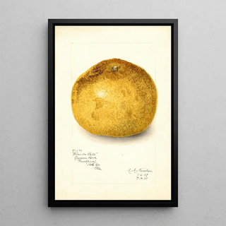 Amanda Almira Newton - Citrus paradisi Florida Late.webp