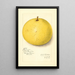 Citrus paradisi Inman - Amanda Almira Newton — ingelijst kunstwerk aan de muur