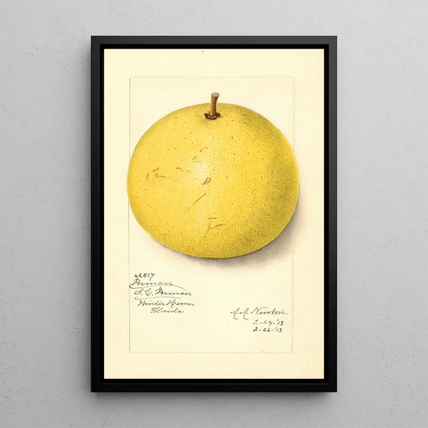Citrus paradisi Inman - Amanda Almira Newton — framed artwork on a wall