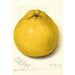 Reproductie van het schilderij Citrus paradisi Marsh Seedless - Amanda Almira Newton
