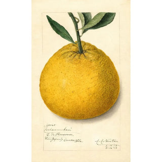 Amanda Almira Newton - Citrus paradisi Natsumikan.webp