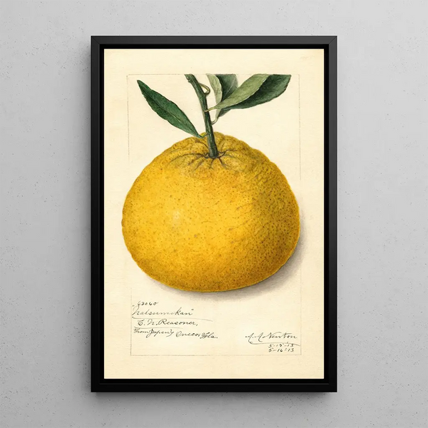 Citrus paradisi Natsumikan - Amanda Almira Newton — ingelijst kunstwerk aan de muur