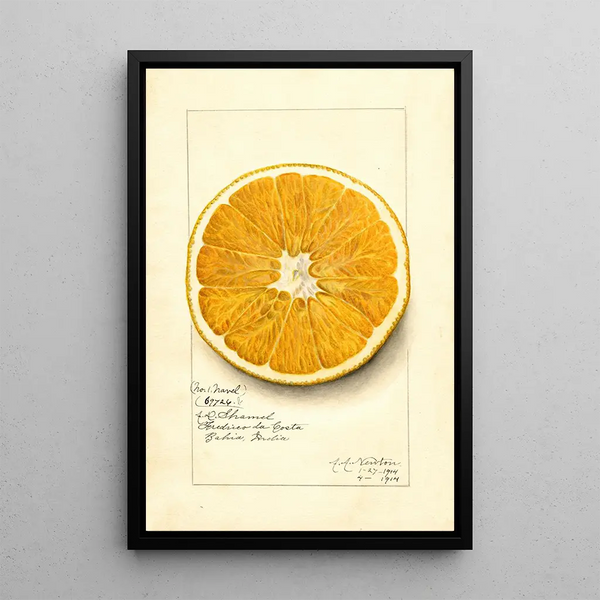 Reproductie van het schilderij Citrus paradisi Navel - Amanda Almira Newton