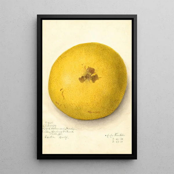 Citrus paradisi - Amanda Almira Newton — ingelijst kunstwerk aan de muur