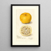 Reproductie van het schilderij Citrus sinensis Acida - Amanda Almira Newton