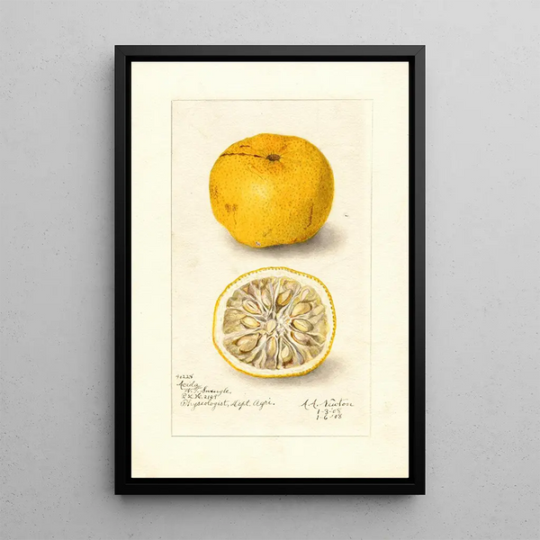 Reproductie van het schilderij Citrus sinensis Acida - Amanda Almira Newton