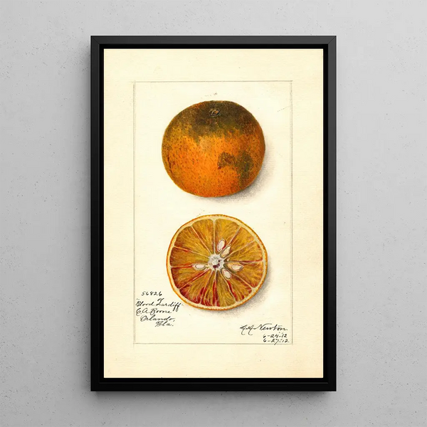 Reproductie van het schilderij Citrus sinensis Blood Tardiff - Amanda Almira Newton