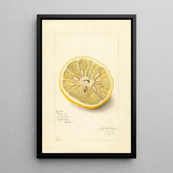 Citrus sinensis Ichang - Amanda Almira Newton — ingelijst kunstwerk aan de muur