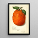 Citrus sinensis New - Amanda Almira Newton — ingelijst kunstwerk aan de muur