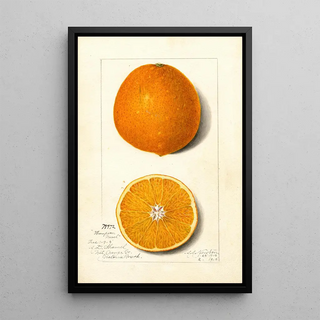 Amanda Almira Newton - Citrus sinensis Thompson Improved Navel.webp