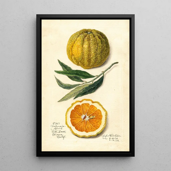 Citrus sinensis Valencia - Amanda Almira Newton — ingelijst kunstwerk aan de muur