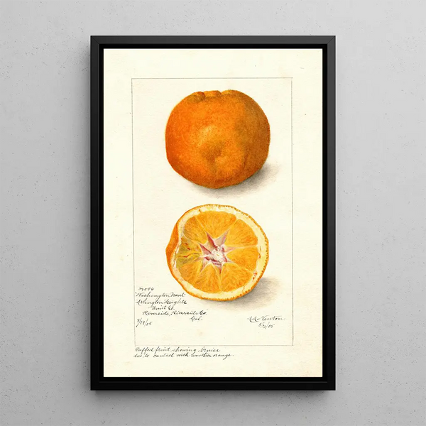 Reproductie van het schilderij Citrus sinensis Washington Navel - Amanda Almira Newton