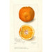 Reproductie van het schilderij Citrus sinensis Washington Navel - Amanda Almira Newton