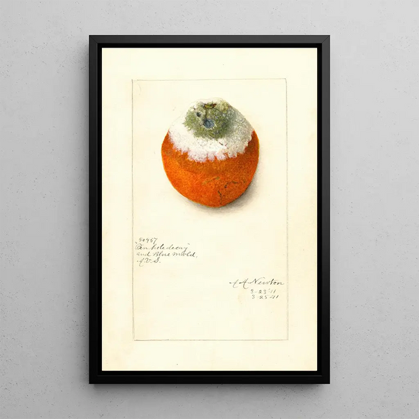 Citrus sinensis - Amanda Almira Newton — ingelijst kunstwerk aan de muur