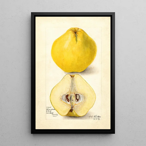 Reproductie van het schilderij Cydonia oblonga Champion - Amanda Almira Newton