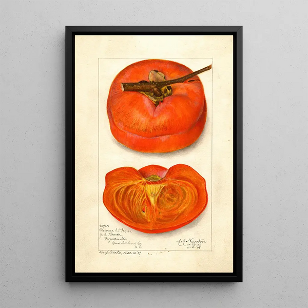 Reproductie van het schilderij Diospyros Chinees - Amanda Almira Newton