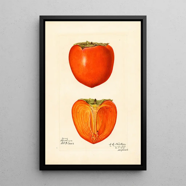 Reproductie van het schilderij Diospyros Hachiya - Amanda Almira Newton