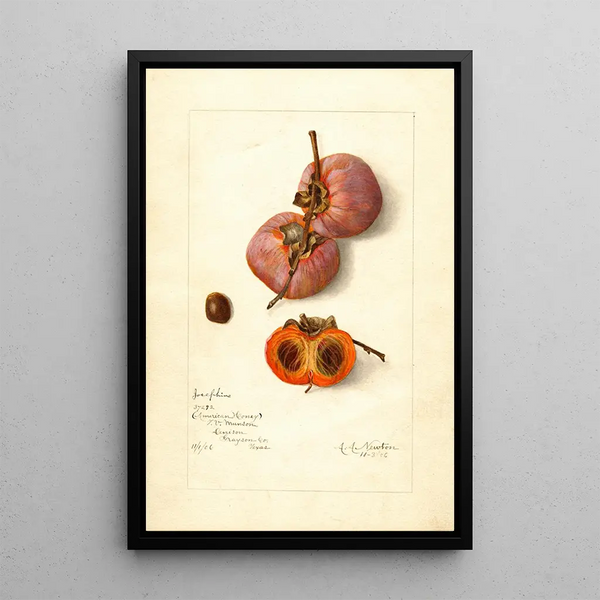 Reproductie van het schilderij Diospyros Josephine - Amanda Almira Newton