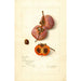 Reproductie van het schilderij Diospyros Josephine - Amanda Almira Newton