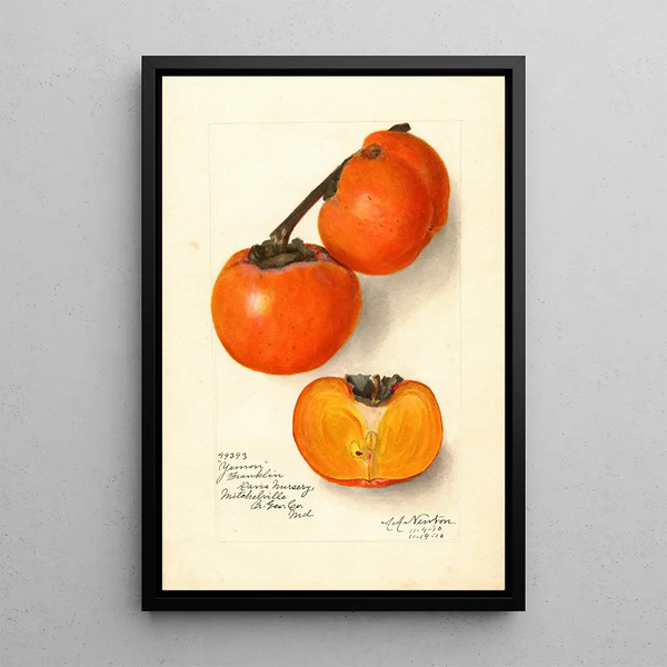 Diospyros Yemon - Amanda Almira Newton — ingelijst kunstwerk aan de muur