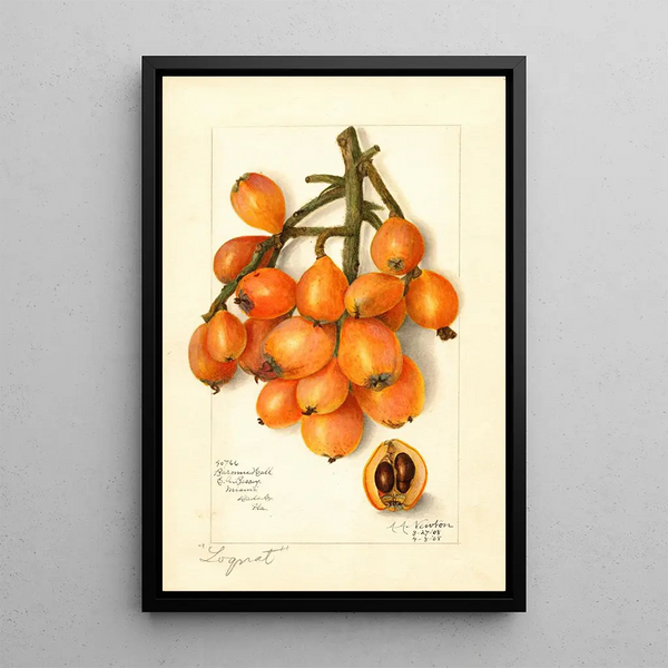 Reproductie van het schilderij Eriobotrya japonica Baronne Hall - Amanda Almira Newton