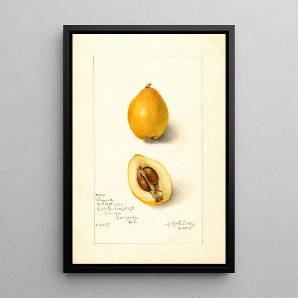 Eriobotrya japonica Premier - Amanda Almira Newton — ingelijst kunstwerk aan de muur