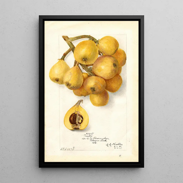 Reproductie van het schilderij Eriobotrya japonica Tanaka - Amanda Almira Newton