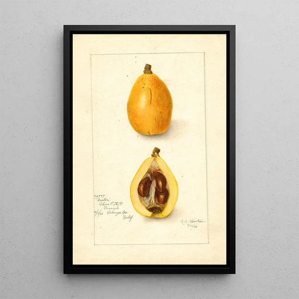 Eriobotrya japonica Victor - Amanda Almira Newton — ingelijst kunstwerk aan de muur