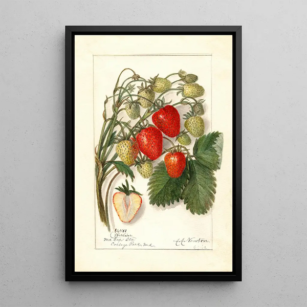 Reproductie van het schilderij Fragaria Berlin - Amanda Almira Newton