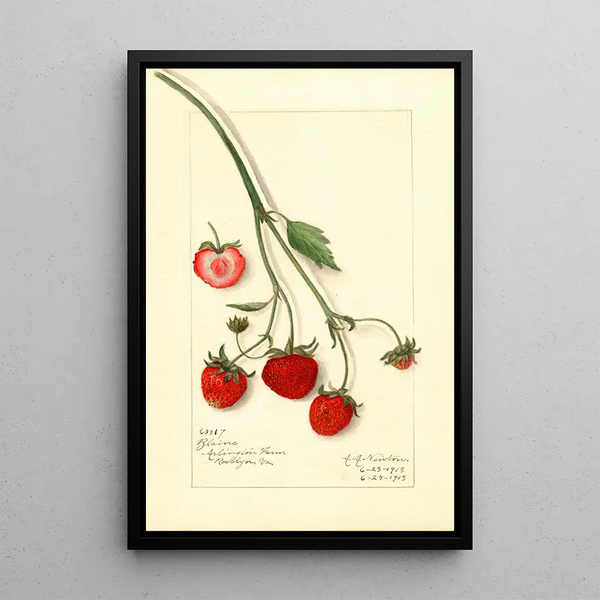 Fragaria Blaine - Amanda Almira Newton — ingelijst kunstwerk aan de muur