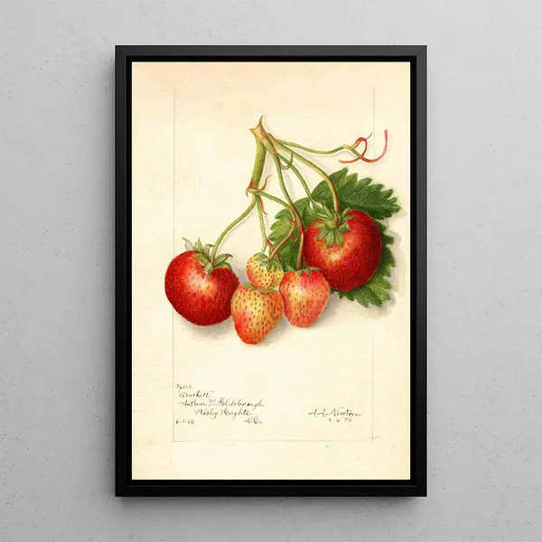 Reproductie van het schilderij Fragaria Brackett - Amanda Almira Newton