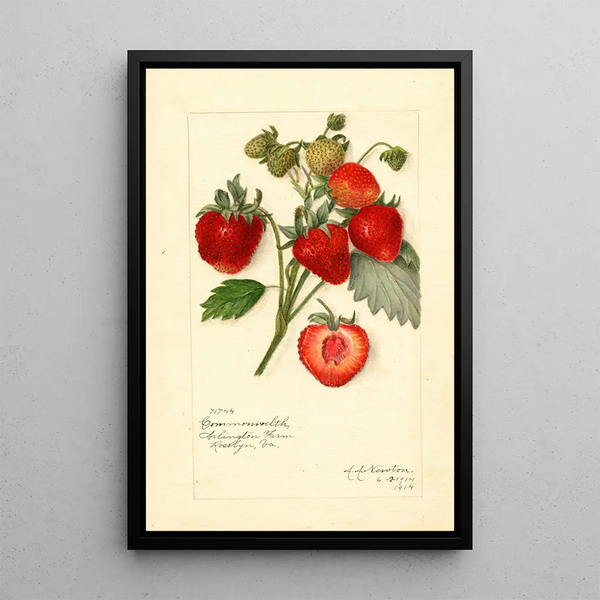 Reproductie van het schilderij Fragaria Commonwealth - Amanda Almira Newton