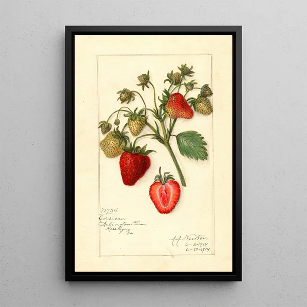 Reproductie van het schilderij Fragaria Corsican - Amanda Almira Newton