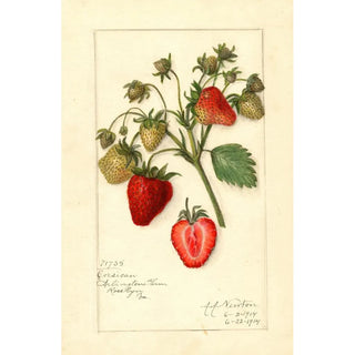 Amanda Almira Newton - Fragaria Corsican.webp