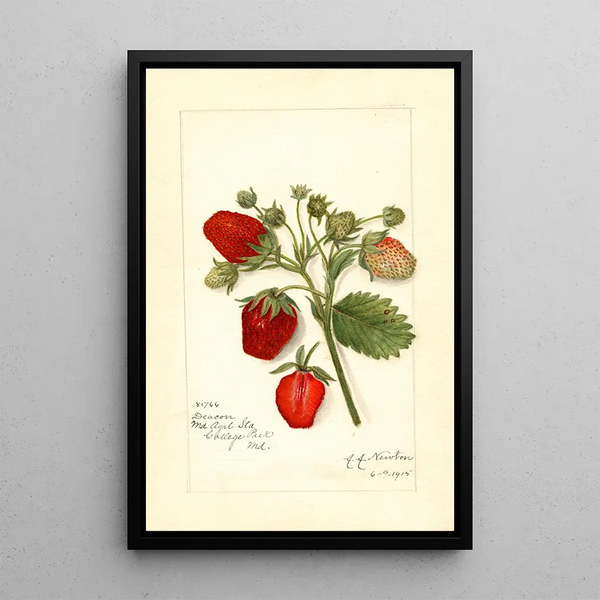 Fragaria Deacon - Amanda Almira Newton — ingelijst kunstwerk aan de muur