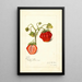 Fragaria Dew - Amanda Almira Newton — ingelijst kunstwerk aan de muur
