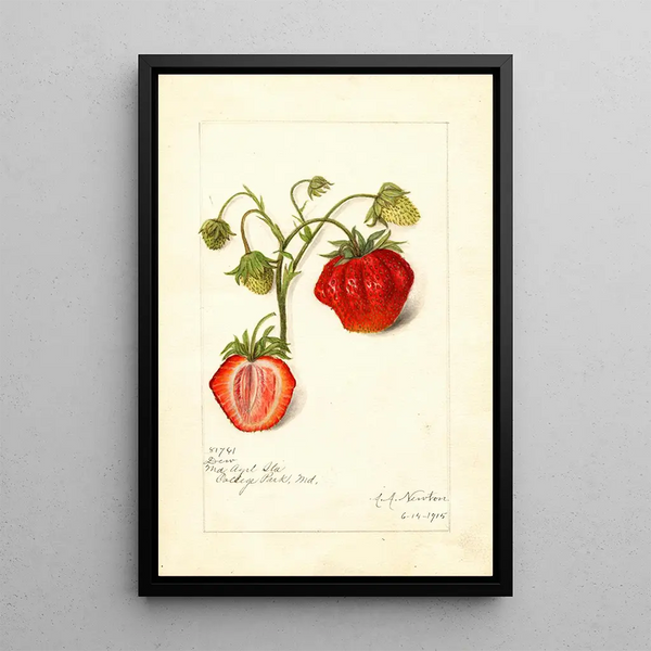 Fragaria Dew - Amanda Almira Newton — ingelijst kunstwerk aan de muur