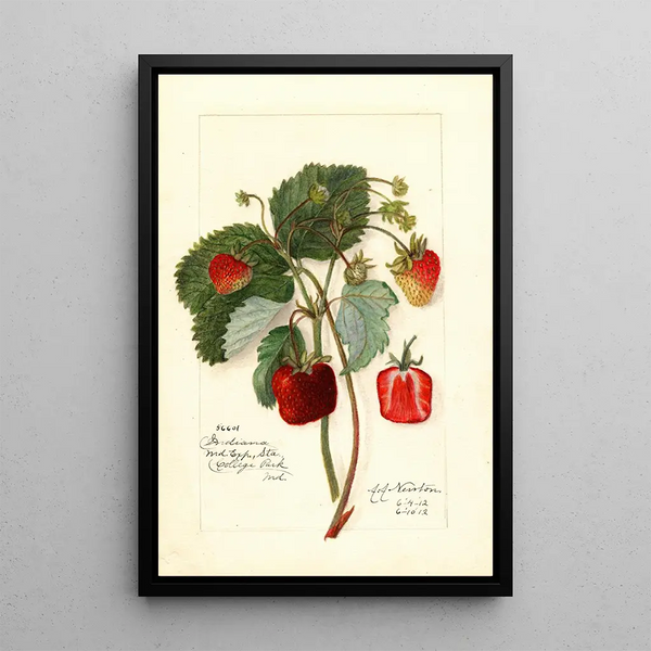 Reproductie van het schilderij Fragaria Indiana - Amanda Almira Newton
