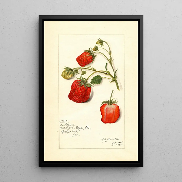 Reproductie van het schilderij Fragaria La Follette - Amanda Almira Newton