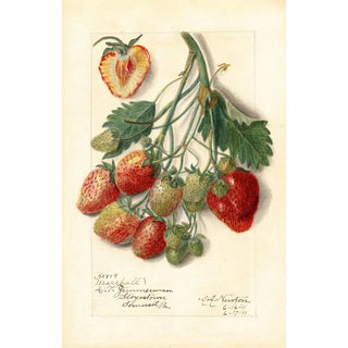Amanda Almira Newton - Fragaria Marshall.webp