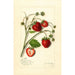 Fragaria Maryland - Amanda Almira Newton — weergave van het kunstwerk
